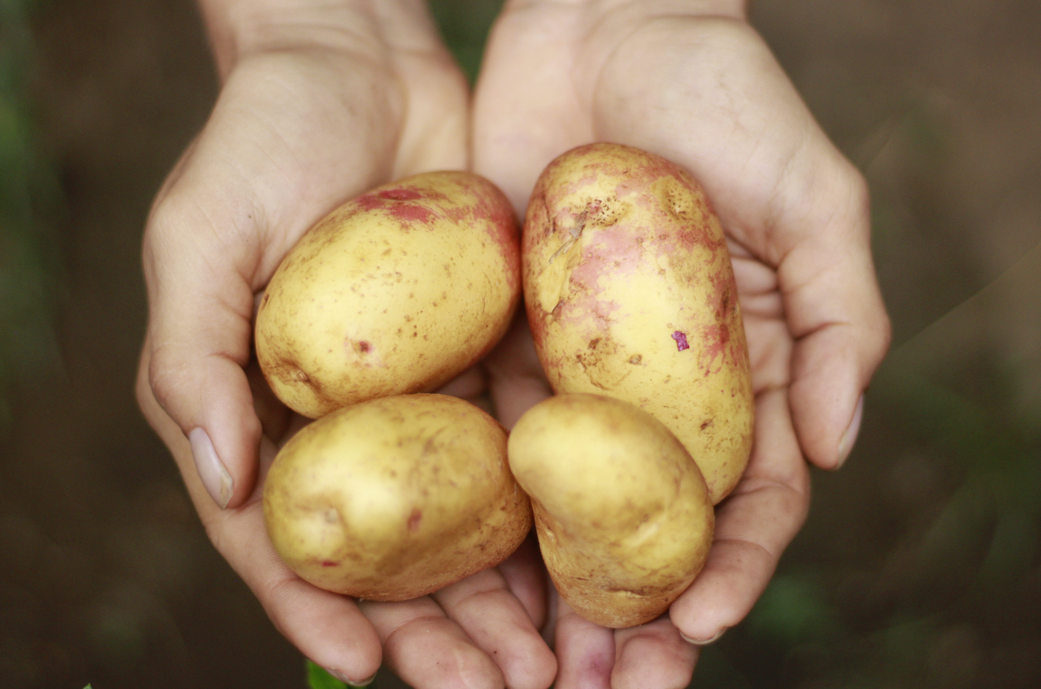 Verduras