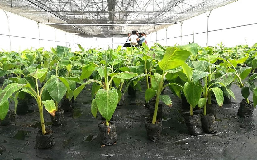 Productos Agricolas/ Plantas Frutales