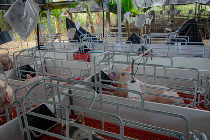 Cerdo engorde