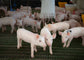 Cerdo desarrollo