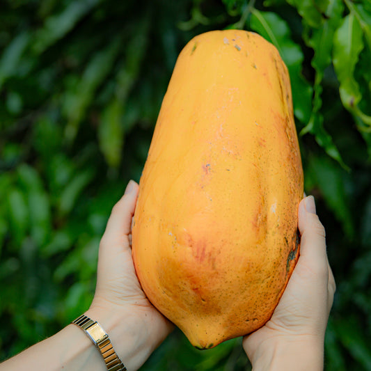 Papaya Hawaiana