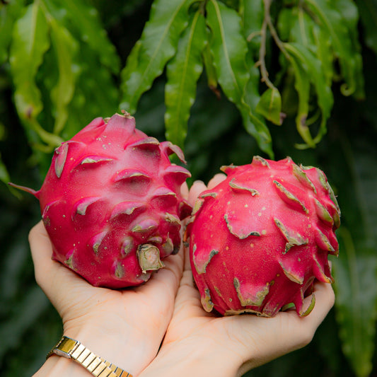 Pitahaya