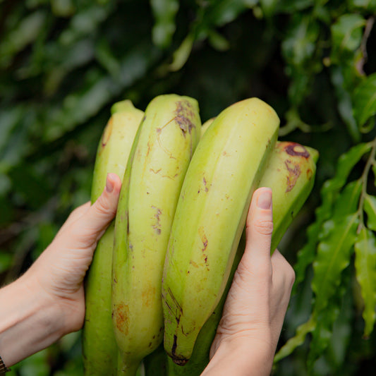 Platano Grande