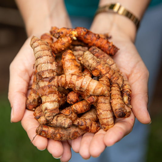 Curcuma en polvo