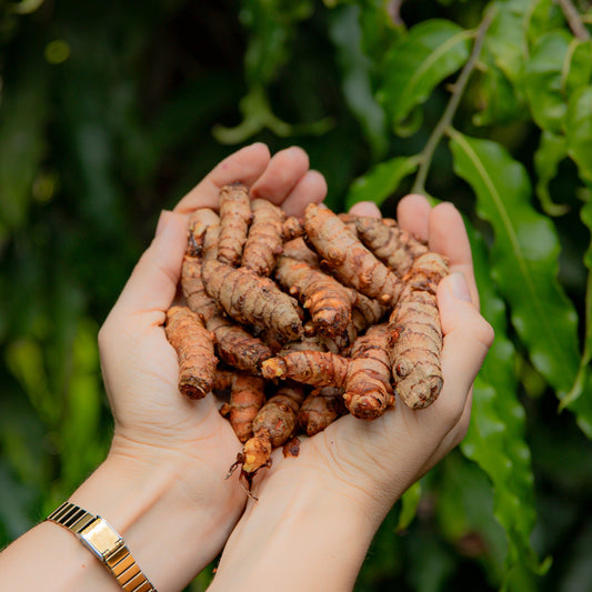 Curcuma Fresca