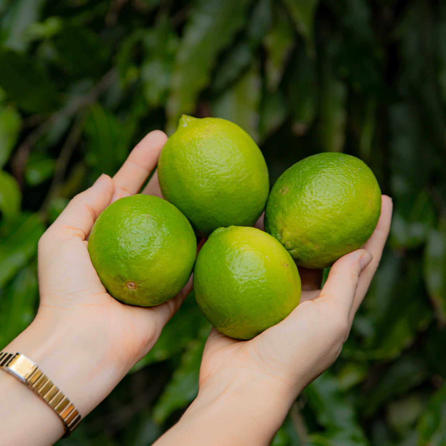 Limon Indio