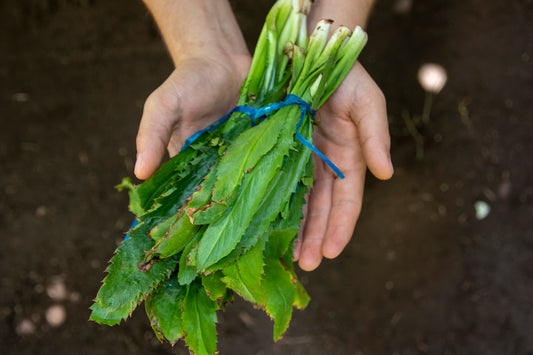 Culantro