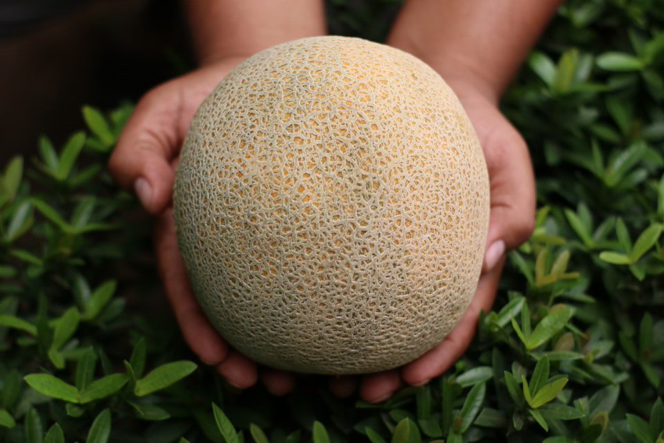 Melon