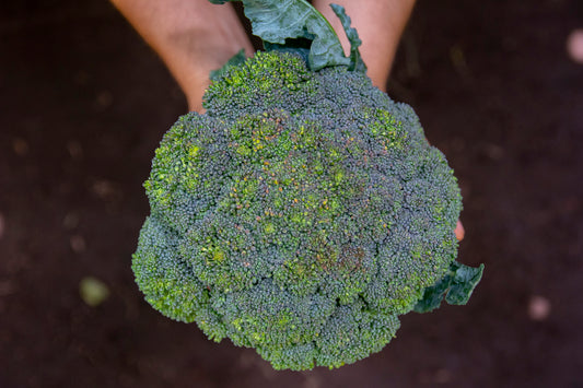 Brocoli