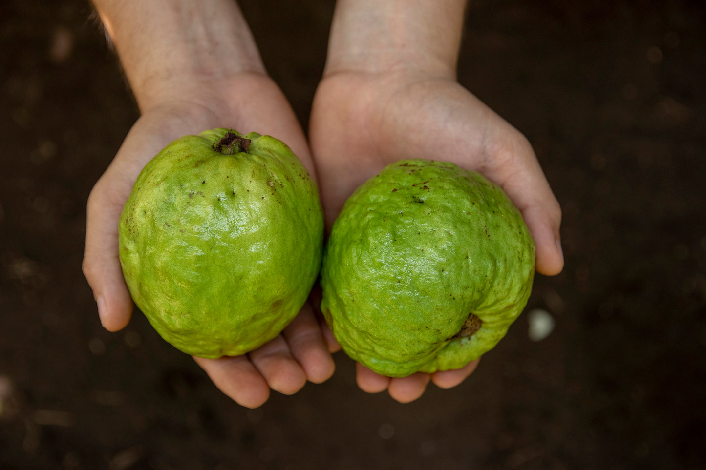 Guayaba