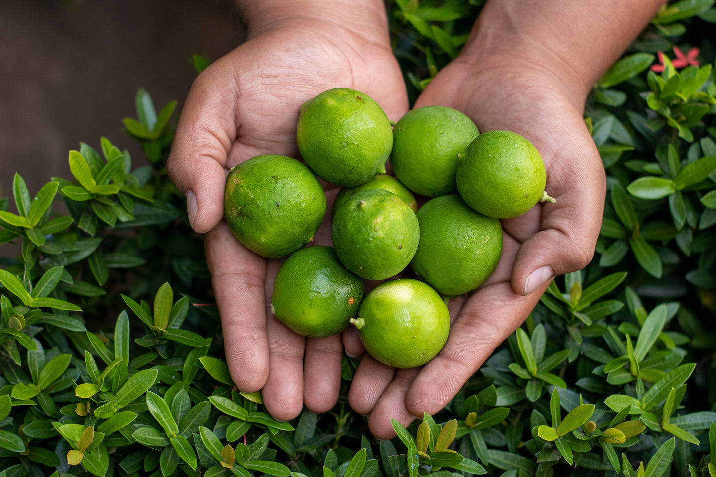 Citricos-Limones Indio