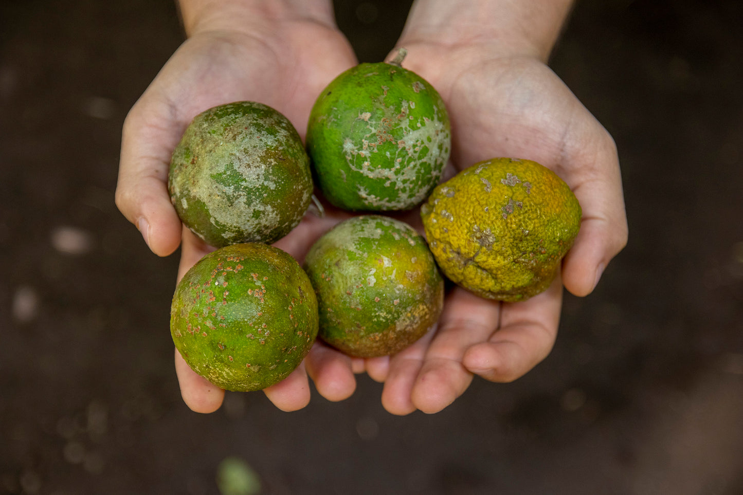 Citricos-Limones Mandarina